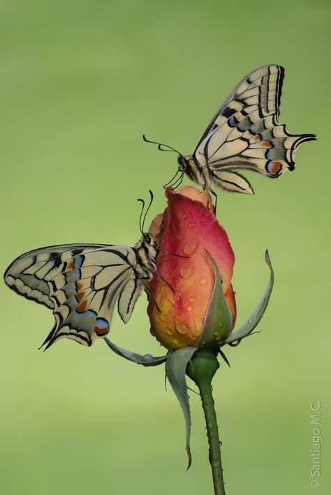 Sutter's gold by Santiago M. C. on 500px Moth Caterpillar, Flying Flowers, Butterflies And Dragonflies, Beautiful Bugs, Flying Insects, Butterfly Kisses, Birds And Butterflies, Airbrush Art, Gold Butterfly