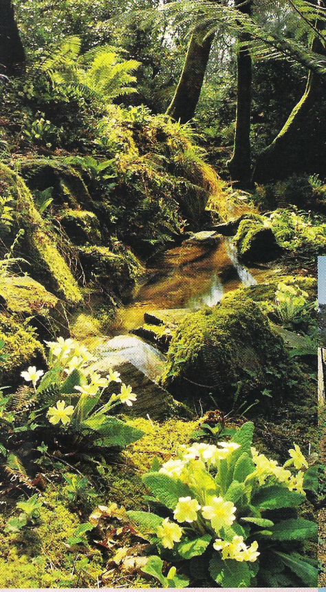 Woodland stream with primroses. I love to see these in the wild. Woodland Stream, Fancy Farm, Country Walks, Woodland Wonderland, Forest Magic, Photography Inspiration Nature, Tapestry Room, Woodland Flowers, Nature Projects