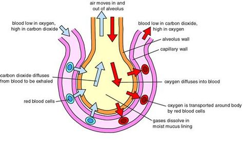 Exchange of gases in human Respiratory System Projects, Extracellular Fluid, Gas Exchange, Medical Terminology Study, Medical Assistant Student, Mcat Study, Basic Anatomy And Physiology, Primary Science, Respiratory Therapy