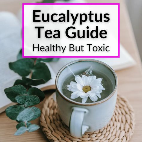 Echinacea Tea Recipes, Mint Tea Benefits, Tea Guide, Mullein Tea, Drying Fresh Herbs, Herbal Tea Garden, Tea For Colds, Echinacea Tea, Tea Remedies