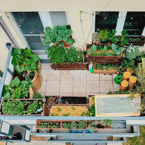 🧑‍🌾Grow veggies🍅 at your home #organic #healthylifestyle Garden Balcony Ideas, Apartment Vegetable Garden, Balcony Vegetable Garden, Balcony Garden Diy, Mini Forest, Thuy Dao, Her 86m2, Apartment Balcony Garden, Small Balcony Garden