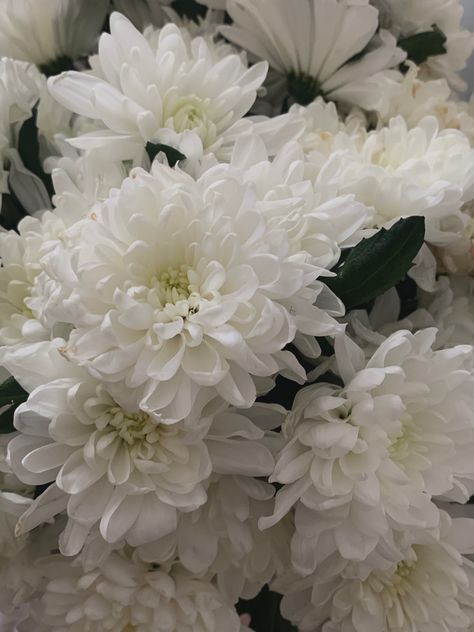 White Chrysanthemum Bouquet, Chrysanthemum Bouquet, White Carnations, Cherry Brandy, White Chrysanthemum, White Carnation, Beautiful Poetry, Fall Flowers, Chrysanthemum