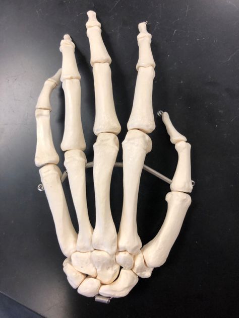 Hand Bone Reference, Bones Reference Human Anatomy, Skeleton Hand Reference, Hand Bone Structure, Skeleton Hands Drawing On Hand, Bones Reference, Hand Bone Anatomy, Human Hand Bones, Skeleton Reference