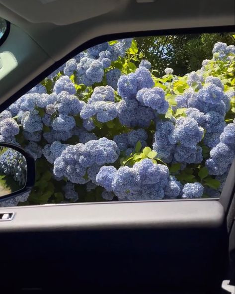 Blue Hydrangea Flowers, Peonies And Hydrangeas, Blue Peonies, Hydrangea Bouquet, Hydrangea Garden, Nothing But Flowers, Flower Therapy, Hydrangea Flower, Blue Hydrangea