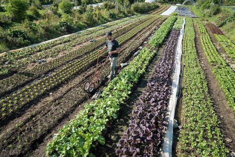 If you’ve not already heard of Jean-Martin Fortier, allow us to introduce you to a rising star, the Canadian organic farmer whose notion of human-scaled, “six-figure farming” is shaking up the fields. Fortier is a busy man: He’s the founder, with wife Maude-Helène Desroches, of Les Jardins de la Grelinette, a 10-acre micro-farm in eastern Quebec where […] Poultry Farm Design, Farming Animals, Urban Farms, Busy Man, Micro Farm, Nourishing Food, Edible Gardens, Dream Cabin, Farm Plans