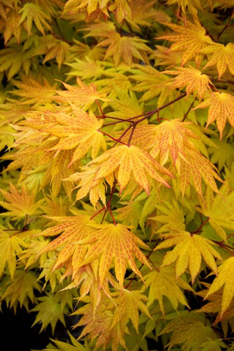 Autumn Moon Fullmoon Maple -- New growth unfurls yellow to burnt orange; fall foliage displays shades of gold to red. Right sized for small gardens with limited space. Partial to full sun. Zones 4-7 Japanese Maple Tree Care, Garden Timeline, Snowy Garden, Gardening Shears, Autumn Moon, Moleskine Journal, Plant Catalogs, Japanese Maple Tree, Garden Shrubs