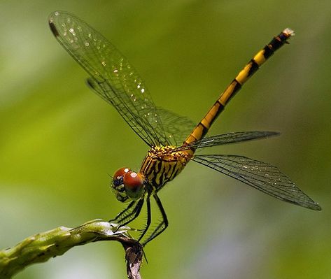 Fairchild Tropical Botanic Garden, Dragonfly Images, Dragonfly Photography, Dragonfly Painting, Creepy Creatures, Insect Photography, Damselflies, School Painting, Dragon Flies