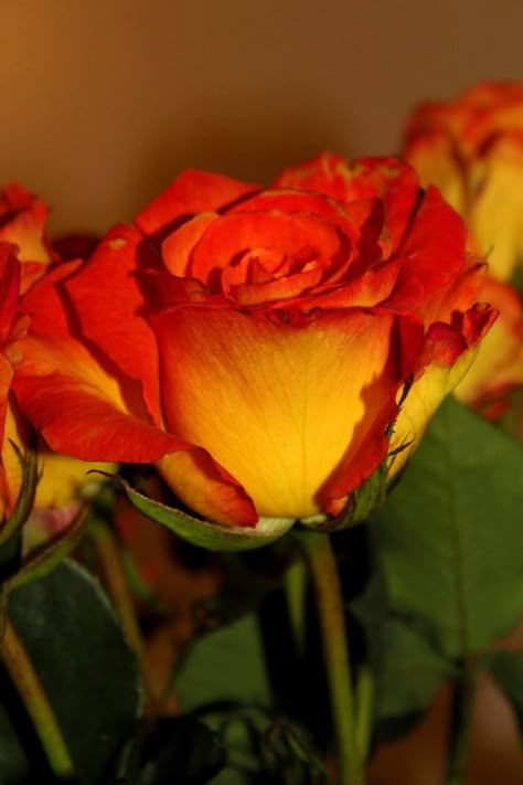 Sunset rose...planted one once and they are so pretty! Sunset Roses Wedding, Yellow Rose With Red Tips, Red Aesthetic Sunset, Sunset Rose Bouquet, Orange Red Roses, Yellow And Orange Roses, Red Rose Garden Aesthetic, Aesthetic Roses, Sunset Rose