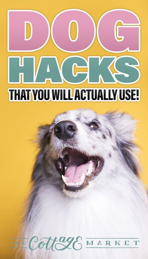 Look at these Dog Hacks That You Will Actually Use!  Having a dog can be a lot of work, why not make your life a little easier and check out this post! #dog #dogs, #hacks #hack #toys #fun #cute #diy #diyideasb Getting Rid Of Skunks, Dogs Hacks, Panda Puppy, Dog Life Hacks, Animal Treats, Diy Dog Toys, Dog Muzzle, Frozen Dog, Cottage Market