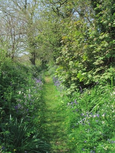 Hedgerow Flowers, Spring Sunshine, Have Inspiration, Wildlife Gardening, British Countryside, Country Farm, English Countryside, Dream Garden, Hedges