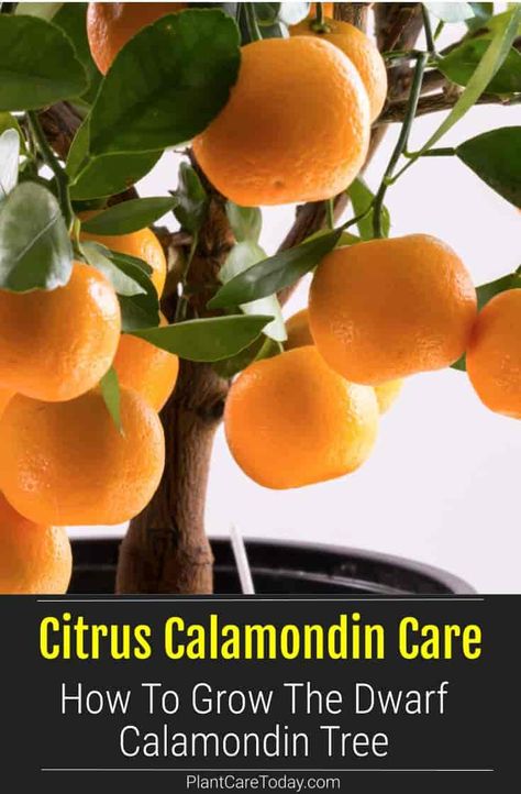 Citrus Calamondin Tree Care: How To Grow Dwarf Calamondin Clementine Tree, Growing Trees, Tattoo Plant, Citrus Plant, Homestead Gardens, Fast Growing Trees, Citrus Trees, Growing Fruit, Tree Care