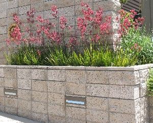 Which plants will improve the appearance of retaining walls Plants For Retaining Walls, Small Garden Retaining Wall, Deer Resistant Garden Plans, Retaining Wall Patio, Raised Flower Bed, Waterwise Landscaping, Plants For Small Gardens, Deer Resistant Garden, Garden Retaining Wall