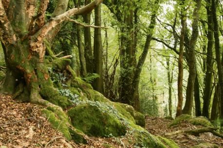 Ancient Woodland, Medieval Romance, Epping Forest, Woodland Wallpaper, Enchanted Wood, Seascape Photography, Forest Background, Ancient Forest, Nature Tree