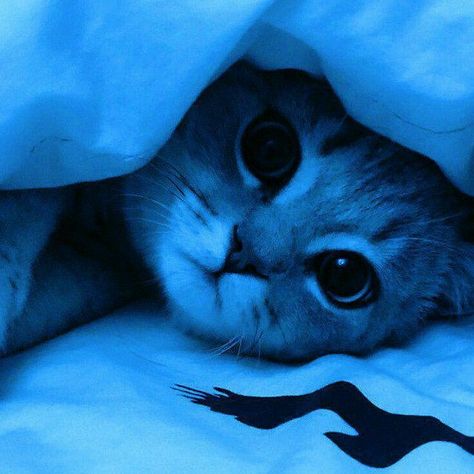 Blue Aesthetic Dark, Rainbow Order, Everything Is Blue, Gorgeous Cats, Cat Aesthetic, Blue Cats, Blue Aesthetic, Dark Aesthetic, Cute Cat