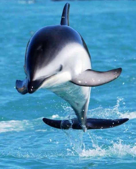 New Zealand Dusky Dolphin Dusky Dolphin, Sea Mammal, A Dolphin, Water Animals, Marine Mammals, Ocean Creatures, Marine Animals, Ocean Animals, Under Water