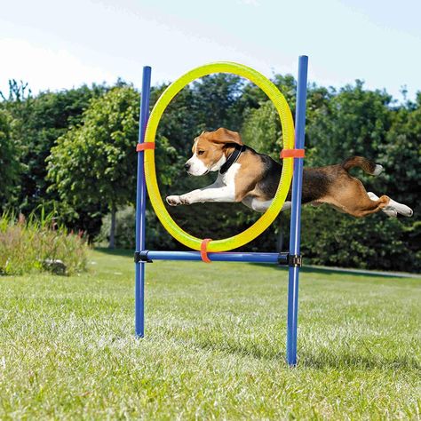 Pet Prime Dog Outdoor Agility Ring Dog Puppy Exercise & Agility Training Equipment 21.7   in Diameter Obstacle Course For Dogs, Dog Agility Training, Dog Ball Launcher, Pet Station, Jumping Dog, Dog Training Equipment, Agility Training For Dogs, Agility Training, Dog Ball