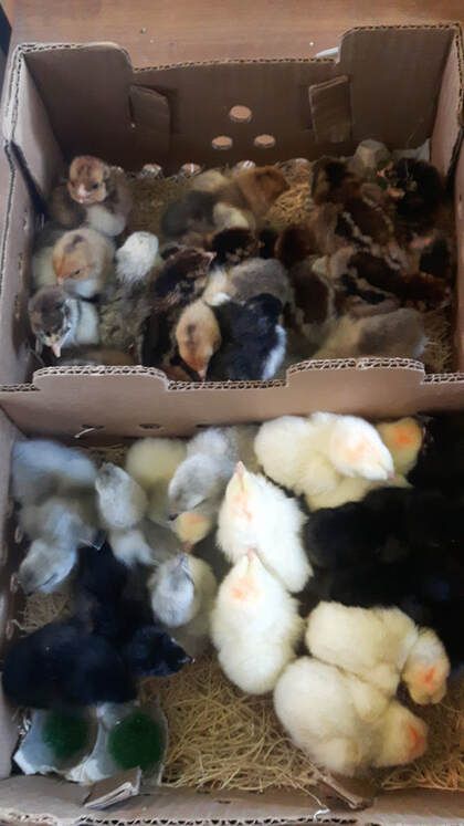 For Sale - DC Heritage Poultry Chickens Aesthetic, African Storytelling, Heritage Chickens, Chickens For Sale, Day Old Chicks, Future Farms, Farm Lifestyle, Poultry Farm, Cottage In The Woods