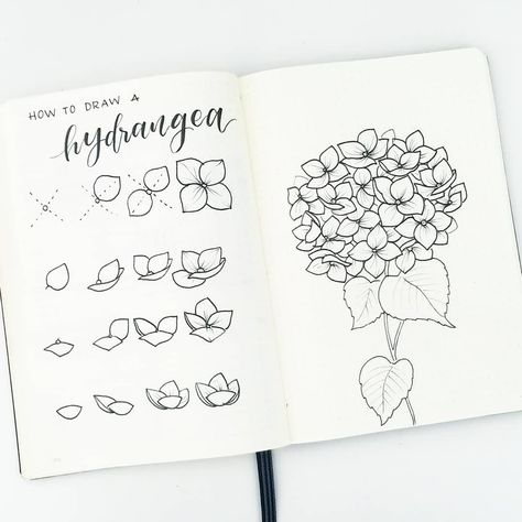 How to draw hydrangea flowers. On the left, i break down the steps to drawing the individual flowers (which have four simple petals) from different perspectives. On the right, I put them together into a bunch! To make the bunch, be sure to start with a circular or oval shaped guide to help know where the edge of the bunch will be! Tag me or use #bonjournal to show me yours!!! Hur Man Ritar Blommor, Drawings Of Flowers, Ako Kresliť, Easy Flower Drawings, Arte Doodle, Flower Drawing Tutorials, 수채화 그림, Plant Drawing, Bullet Journal Layout