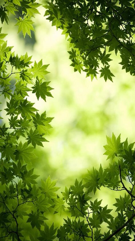 Green Nature Wallpaper, Spring Scenery, Nature Iphone Wallpaper, Wallpaper Nature Flowers, Best Background Images, Beautiful Flowers Wallpapers, Beautiful Landscape Wallpaper, Maple Leaves, Beautiful Photos Of Nature