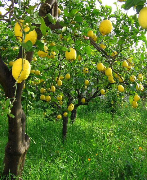 Sicilian lemon trees How To Grow Lemon, Tattoo Plant, Lemon Trees, Lemon Grove, Sicilian Lemon, Tree Of Life Tattoo, Ripe Fruit, Tree Care, Flowers Wallpaper