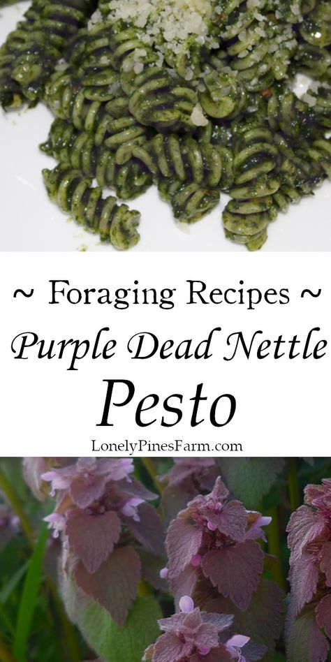 Spring is the perfect time to begin foraging for food. For beginner foragers, purple dead nettle is a great place to start! It's completely safe to eat, with no toxic lookalikes, and it makes a mean pesto. Best part is, there's probably some growing right outside your door! So give our recipe a try and celebrate spring with this easy to find, under-appreciated "weed." Natural Yard, Nettle Pesto, Purple Dead Nettle, Food Purple, Nettle Recipes, Yard Plants, Wild Food Foraging, Foraging Recipes, Growing Basil