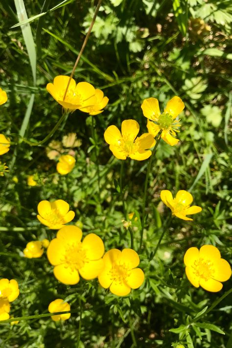 Yellow buttercup flowers in the sun. Buttercup Flowers Tattoo, Tiny Yellow Flowers, Buttercups Flowers Aesthetic, Yellow Buttercup Flowers, Buttercup Aesthetic Flower, Buttercup Flower Aesthetic, Buttercups Flower, Meaning Of Yellow, Yellow Flowers Aesthetic