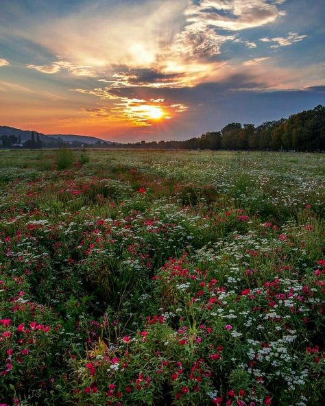 Poland Landscape Photography, Nature Widgets, Poland Photography, Flowers Meadow, Garden Drawing, Scenic Photos, Pretty Landscapes, Plant Painting, Nature Garden