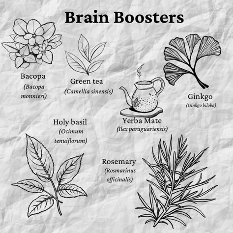 Best herbs for memory and focus - Motherly Journey Herbs For Memory, Ocimum Tenuiflorum, Mint Herb, Start Of School, Brain Booster, Brain Boost, Essential Oils Herbs, Green Tea Benefits, Improve Brain Function