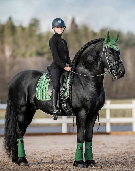 Horse Riding Outfit, Show Jumping Horses, Equestrian Aesthetic, Cute Horse Pictures, Horse Riding Clothes, Horse Accessories, Dressage Horses, Saddle Pad, Horse Equestrian