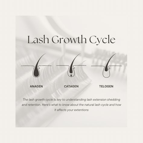 🌟 Understanding the Lash Growth Cycle🌟 The lash growth cycle is key to understanding lash extension shedding and retention. Here’s what you need to know about the natural lash cycle and how it affects your extensions: 1. Anagen Phase: This is the active growth phase where lashes are growing. Extensions applied during this phase will last the longest. 2. Catagen Phase: Also known as the transition phase, this is when the lash stops growing and prepares to shed. Extensions on these lashes wi... Lash Cycle, Lash Studio, Lash Growth, Lash Extension, Lash Artist, Natural Lashes, False Lashes, Lash Extensions, Shed