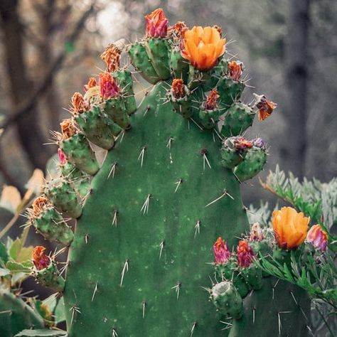 Prickly Pear Cactus Jelly - Pomona's Universal Pectin - Sugar Free No Preservatives Bunny Cactus, Prickly Pear Juice, Cactus Sunset, Cactus Images, Cactus Pictures, Cactus Cake, Cactus Seeds, Arizona Landscape, Pear Fruit