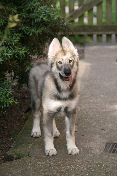 60 Inuit Dog Names Northern Inuit, Northern Inuit Dog, Wolf Hybrid, Rare Dogs, Love My Dog, Pretty Dogs, Types Of Dogs, Rare Breed, Wolf Dog