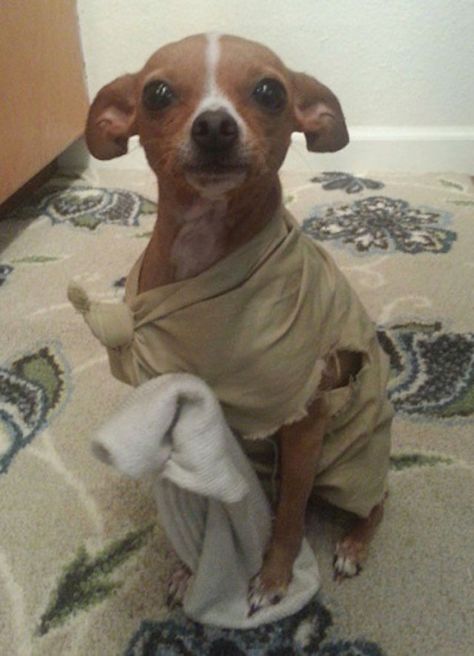 Dogs That Look Just Like Dobby | Playbuzz Dobby Dog Costume, Dobby Tattoo, Dobby Costume, Harry Potter Dog, Ale Ale, Harry Potter Dobby, Harry Potter Journal, Free Dobby, Dobby Harry Potter