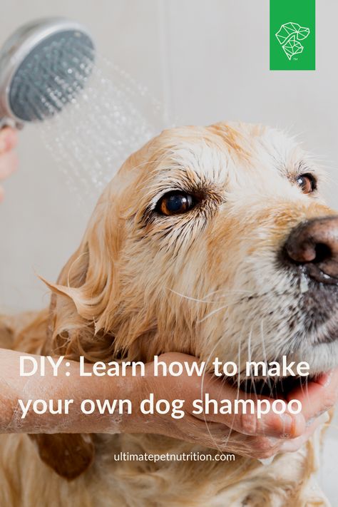 So fresh, so clean & on a budget?! 🙌 Skip the trip to the store and learn how to make your own doggie shampoo right at home! Shampoo Homemade, Dog Shampoo Recipe, Diy Dog Shampoo, Homemade Dog Shampoo, Pet Lifestyle, Best Dog Shampoo, Smelly Dog, Dog Spa, Dog Diy