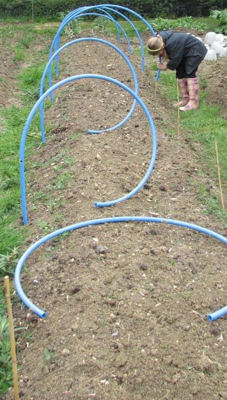 Cabbage White Butterfly, Allotment Gardening, Garden Netting, Garden Bulbs, Veg Garden, Home Vegetable Garden, Garden Yard Ideas, Vegetable Garden Design, Garden Trellis