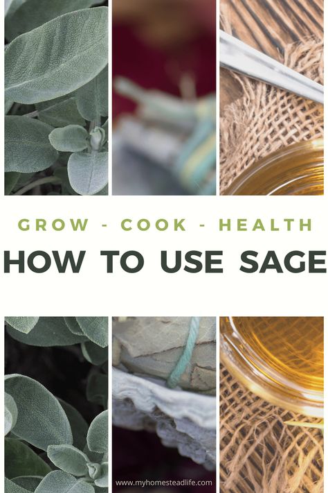 Herbal Monographs, How To Use Sage, Grow Sage, Dry Sage, Sage Uses, Growing Sage, Sage Recipes, Sage Tea, Homestead Life