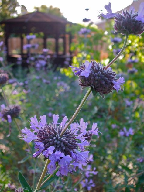 Cleveland Sage, Edgers Landscape, Colorado Gardening, Colorado Garden, California Native Garden, California Plants, Drought Resistant Plants, Drought Tolerant Garden, Landscaping Retaining Walls