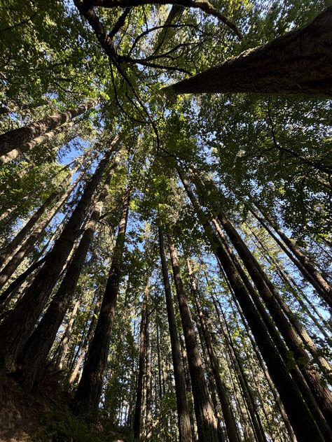 oregon forest #nature #oregon #hiking Nature Oregon, Oregon Hiking, Oregon Nature, Oregon Forest, Forest Nature, Oregon, Hiking, Forest, Pins