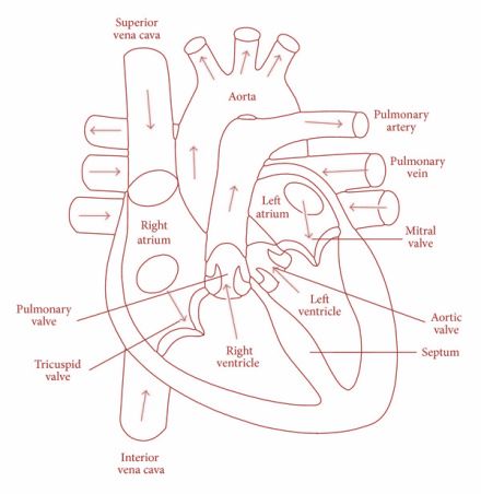 Nephron Diagram Easy, N Png, Human Heart Drawing, Science Diagrams, Longitudinal Section, Heart Diagram, Medical Assistant Student, Medical Drawings, Pink Wallpaper Hello Kitty