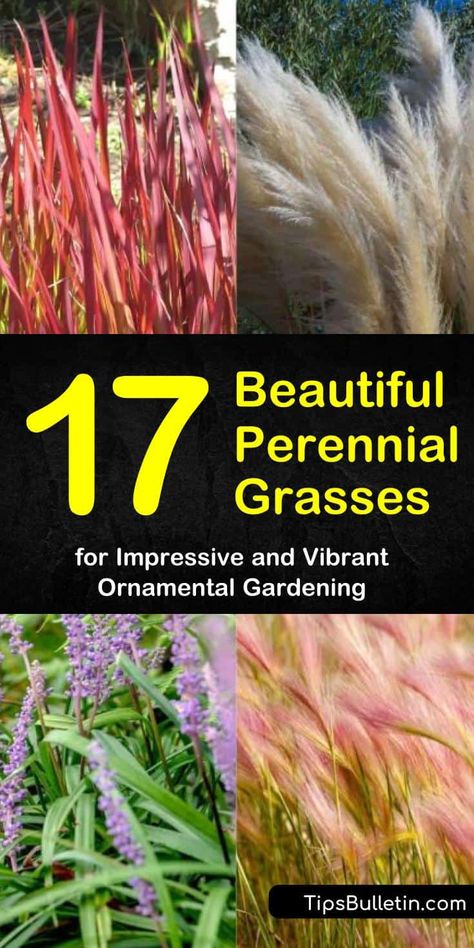 Zone 6 Ornamental Grasses, Zone 3 Ornamental Grasses, Ornamental Grass Foundation Planting, Ornamental Grass Garden Layout Plan, Perennial Grasses Zone 5, Evergreen Grasses Landscaping, Pink Ornamental Grasses, Fountain Grass Perennial, Decorative Grasses Perennials