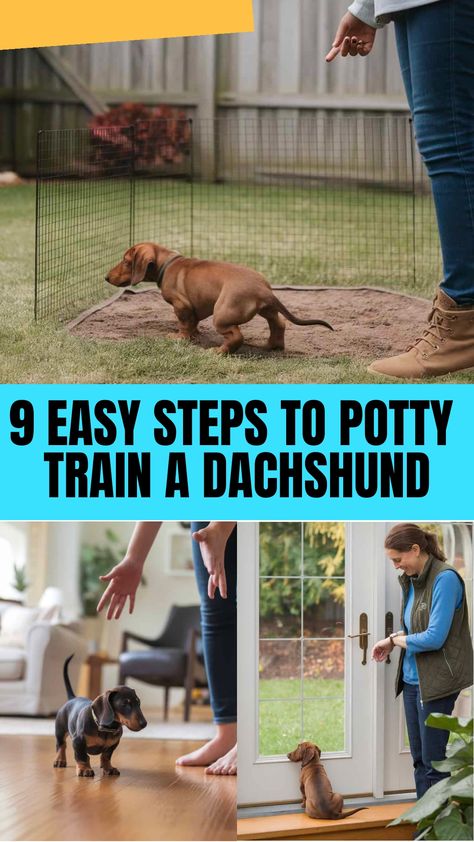 9 Easy Steps To Potty Train A Dachshund Potty Training Dachshunds, Training A Dachshund Puppy, First Night With Puppy, Easy Potty Training, Dachshund Puppy Training, Dapple Dachshund Puppy, Dachshund Training, Dachshund Dogs, Dog Potty Training