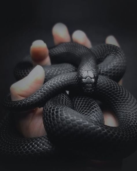 dark snake Black Mamba Snake, Mamba Snake, Snake Painting, Drywall Art, Pretty Snakes, Snake Wallpaper, Photoshop Painting, Dark Style, Hd Wallpapers For Mobile