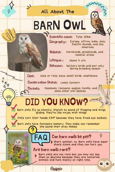 With their distinct heart-shaped faces and eerie screeching sound, barn owls are probably one of the most recognized owls in the world. They're known for their keen sense of hearing and incredibly silent flying. Check out Outforia's latest article to learn more about barn owls. Owl Types, Owl Facts For Kids, Barn Owl Flying, Types Of Owls, Owl Sounds, Sense Of Hearing, Barn Owl Art, Owl Flying, Owl Facts