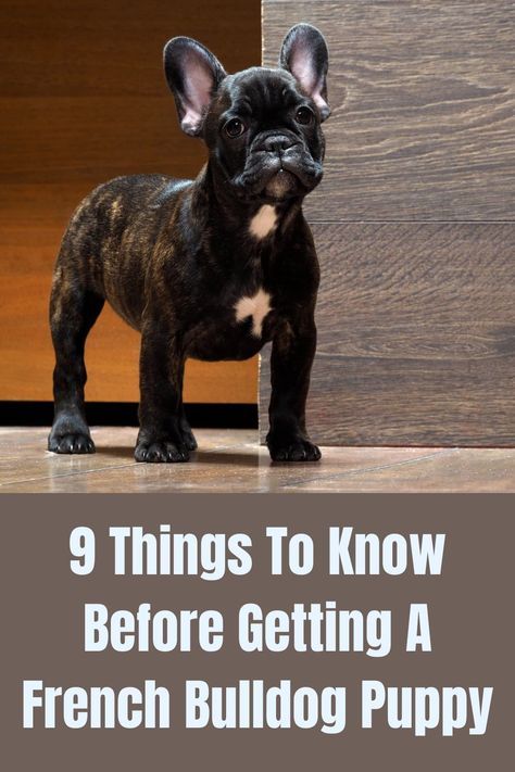 How To Train A French Bulldog Puppy, French Bulldog Training Tips, Puppy French Bulldog, Adult French Bulldog, Merle French Bulldog Puppy, Frenchy Puppy, Frenchies Puppies, French Bulldog Full Grown, French Bulldog Breeders