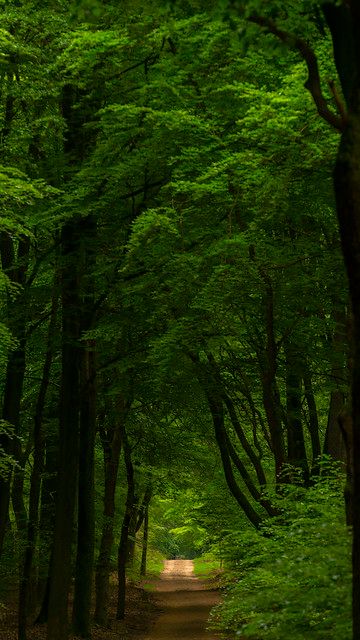 Somewhere in the distance | José Gieskes | Flickr Green Scenery, Secret Forest, Beautiful Roads, Mystical Forest, Forest Path, Elements Of Nature, Scenic Byway, Airbrush Art, Earth Angel