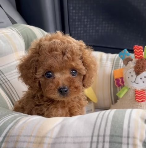 Cute Fluffy Puppies, Cute Small Dogs, Puppy Mom, Cute Dogs Images, Toy Poodle Puppies, Super Cute Puppies, Fluffy Puppies, Cute Animals Puppies, Very Cute Dogs