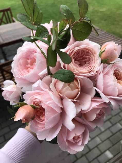 David Austin Roses | Queen of Sweden roses bouquet #queenofswedenrose Austin Roses Bouquet, David Austin Roses Bouquet, Queen Of Sweden Rose, Queen Of Sweden, Roses Bouquet, David Austin Roses, David Austin, Gardening Flowers, Beautiful Blooms