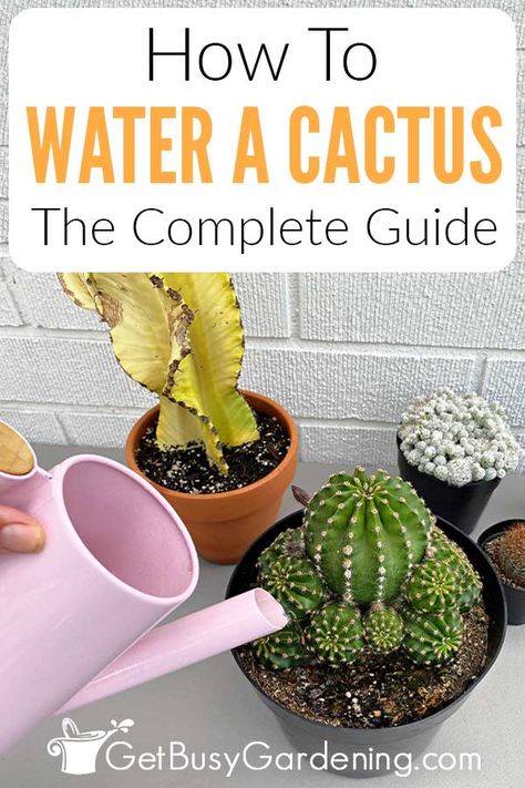 If you’re looking for the perfect cactus watering guide, this is exactly what you need. I’ve put together the top tips gardeners need for learning how to water cactus plants, whether they’re indoor or outdoor. I can walk you through how to know when it’s time and how much to water, no matter which variety you have. Discover the signs that indicate they’ve been overwatered, plus the signs that they need a drink. With the proper techniques you can keep any cacti healthy and happy for a long time. Watering Succulents, Water Succulents, How To Water Succulents, Cactus House Plants, Cactus Water, Succulent Garden Indoor, Indoor Cactus, Cactus Care, Walkway Ideas