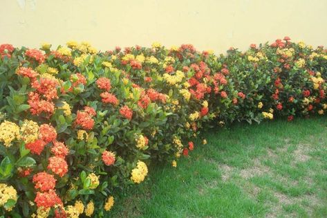 Ixora Coccínea → Tipos, Como Cuidar e Plantar Ixora【CONFIRA AQUI】 Ixora Coccinea, Wedding Garden Decoration, Front Yard Flowers, Small Front Yard Landscaping, Small Front Yard, List Of Flowers, Plant Hacks, Decoration Garden, Wedding Garden