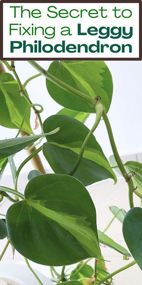 "Leggy Philodendron, tall indoor plants, trailing houseplants, lush 
greenery, indoor plant decor, vertical gardening, vine houseplants, 
botanical home decor, leafy interior plants, plant care tips, indoor plant 
inspiration, houseplant enthusiasts." Philodendron Plant Varieties, Philodendron Brandtianum, Philodendron Sodiroi, Philodendron Billietiae, Philodendron Erubescens, Philodendron Luxurians, Philodendron Care, Philodendron Plant, Tropical Plants